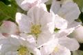 flower.gif