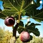 fig.jpg
