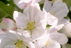 flower.gif
