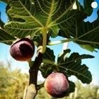 fig.jpg