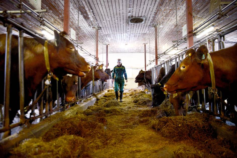 Turid Hanseth, gir seg som melkebonde etter 22 år. I løpet av 2019 selger hun melkekvota si.
I 2008 fikk Turid hjerneslag, klarte å trene seg opp igjen og fortsatte som bonde. Nå sier kroppen stopp.
Samboeren Jan Inge Demdal(53) er lastebilsjåfør for Tine på strekningen Ålesund-Oslo.
De har to døtre på 18 og 21 år, ingen ønsker å ta over og drive gården videre.
melkebonde
kvinnelig bonde
selger melkekvota
landbruk
melkebruk
båsfjøs
distrikt